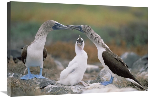 Global Gallery GCS-451250-2436-142 24 x 36 in. Blue-Footed Booby Famil