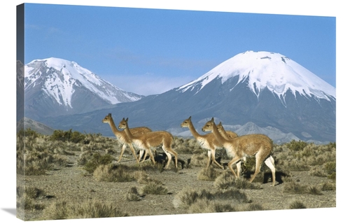 Global Gallery GCS-451647-2436-142 24 x 36 in. Vicuna Family in the An