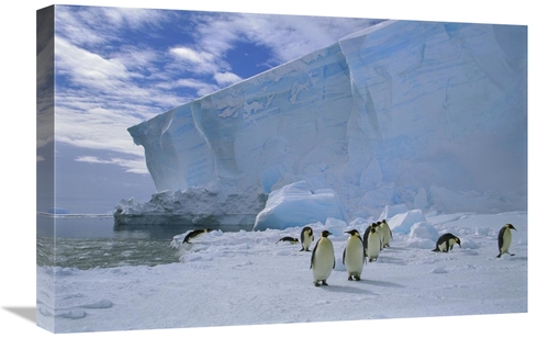 Global Gallery GCS-451724-1624-142 16 x 24 in. Emperor Penguins Commut