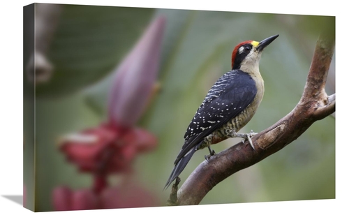 Global Gallery GCS-396150-1624-142 16 x 24 in. Black-Cheeked Woodpecke