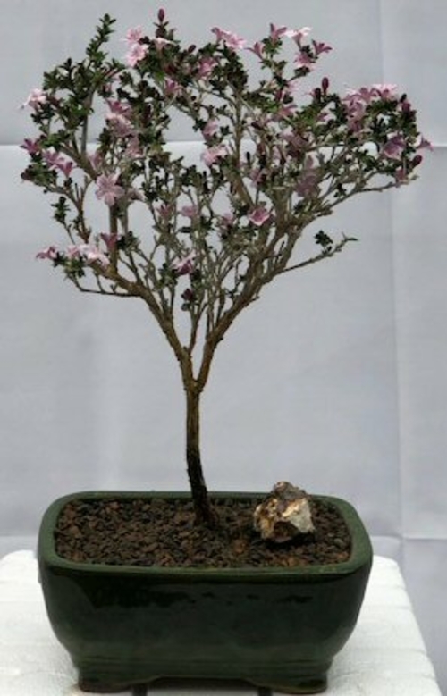 Flowering Pink Serissa - Medium (Serissa Foetida)