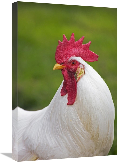 Global Gallery GCS-397529-1624-142 16 x 24 in. Domestic Chicken, W