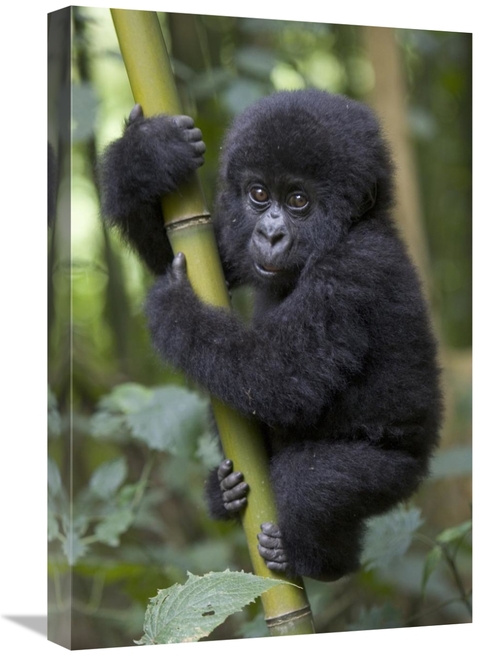 Global Gallery GCS-395798-1624-142 16 x 24 in. Mountain Gorilla Infant