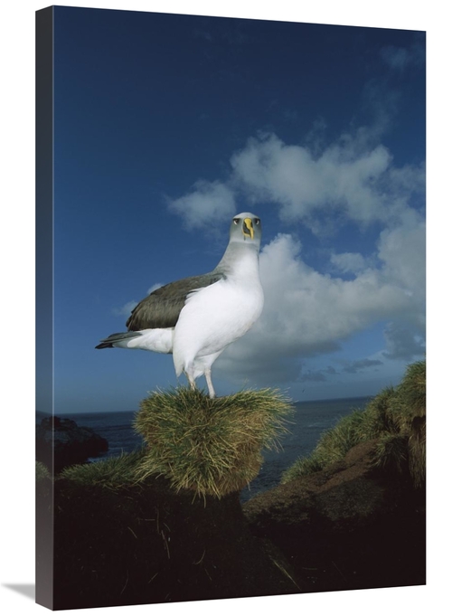 Global Gallery GCS-451668-2030-142 20 x 30 in. Bullers Albatross Breed