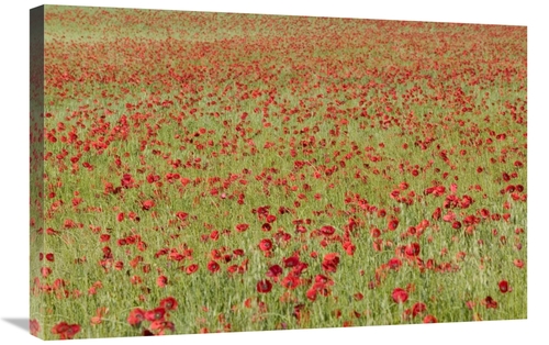 Global Gallery GCS-398082-2030-142 20 x 30 in. Red Poppy in A Cereal F