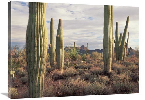 Global Gallery GCS-396456-2432-142 24 x 32 in. Safford Peak & Saguaro 