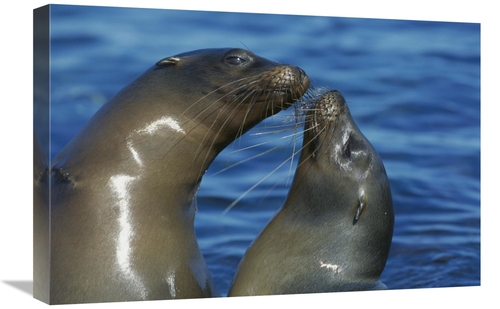 Global Gallery GCS-395600-1624-142 16 x 24 in. Galapagos Sea Lion Fema