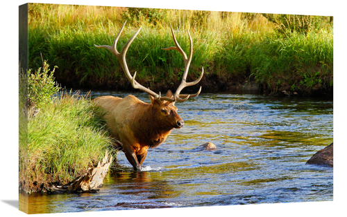 Global Gallery GCS-486446-30-142 30 in. Bull Elk in the Stream Art Pri