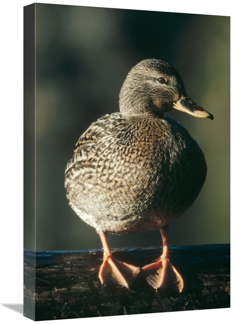 Global Gallery GCS-396096-1624-142 16 x 24 in. Mallard Female Portrait