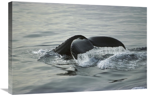 Global Gallery GCS-451711-2030-142 20 x 30 in. Humpback Whale Tail&#44