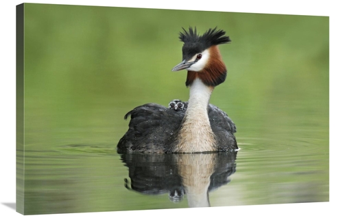Global Gallery GCS-397465-2436-142 24 x 36 in. Great Crested Grebe wit