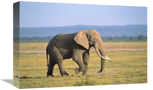 Global Gallery GCS-452751-1218-142 12 x 18 in. African Elephant Bull W