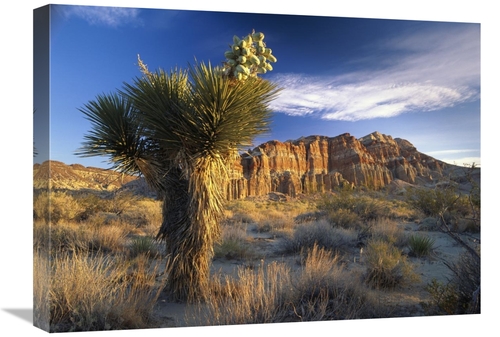 Global Gallery GCS-396232-1824-142 18 x 24 in. Joshua Tree at Red Rock