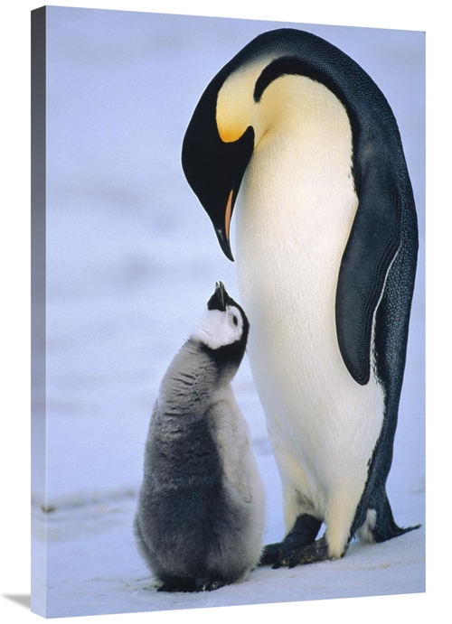 Global Gallery GCS-452392-2436-142 24 x 36 in. Emperor Penguin Adult w