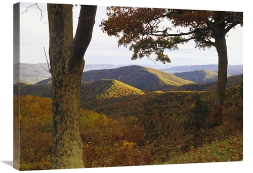 Global Gallery GCS-452017-2432-142 24 x 32 in. Autumn Forest At Brown 