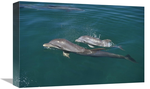 12 x 18 in. Bottlenose Dolphin with Baby, Caribbean Art Print - Ko