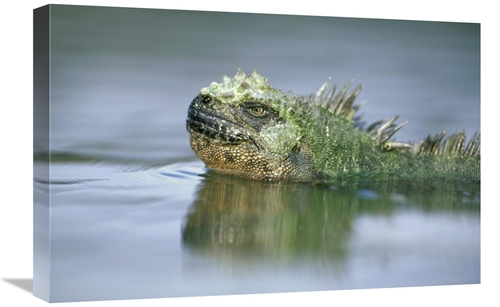 Global Gallery GCS-451353-1624-142 16 x 24 in. Marine Iguana, Punt