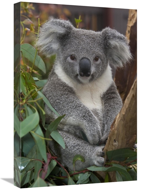 Global Gallery GCS-398138-1624-142 16 x 24 in. Koala, Native to Au