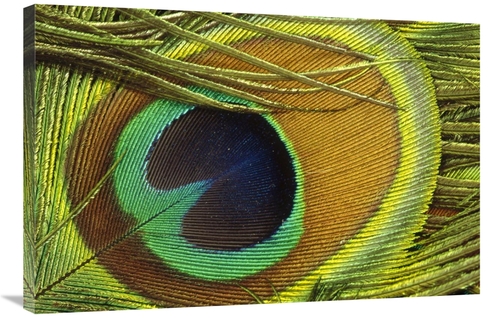 Global Gallery GCS-395773-2436-142 24 x 36 in. Indian Peafowl Male Dis