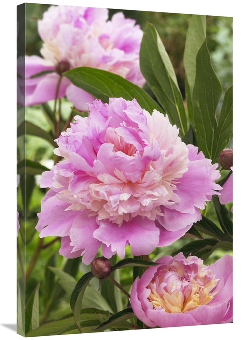 Global Gallery GCS-398386-2436-142 24 x 36 in. Peony Mme Emile Debaten