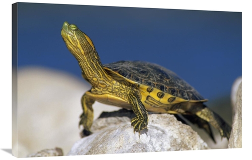 Global Gallery GCS-396618-2436-142 24 x 36 in. Yellow-Bellied Slider T