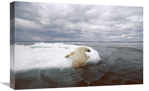 Global Gallery GCS-397846-1624-142 16 x 24 in. Polar Bear Hauling Out 