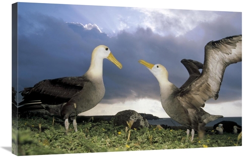 Global Gallery GCS-451371-2436-142 24 x 36 in. Waved Albatross Courtsh