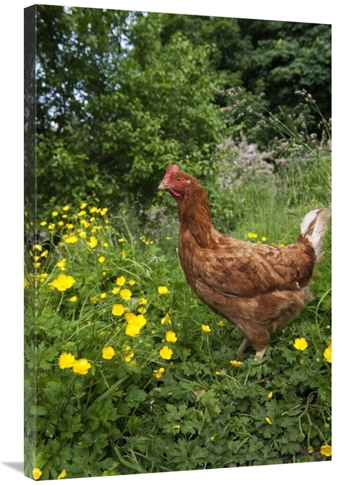 24 x 36 in. Domestic Chicken, Free Range Hen, Standing in Mead