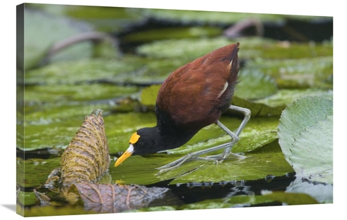 Global Gallery GCS-397348-2436-142 24 x 36 in. Northern Jacana Foragin