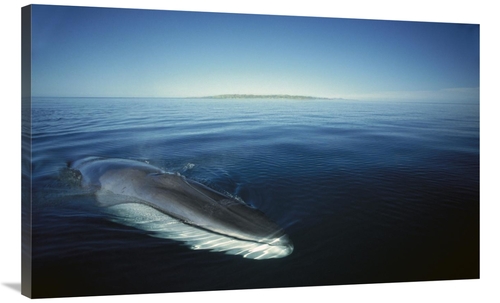 Global Gallery GCS-451687-40-142 40 in. Fin Whale At Winter Feeding Gr