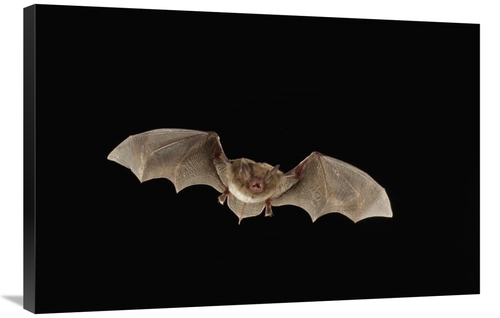 Global Gallery GCS-395722-2436-142 24 x 36 in. Southeastern Myotis Bat