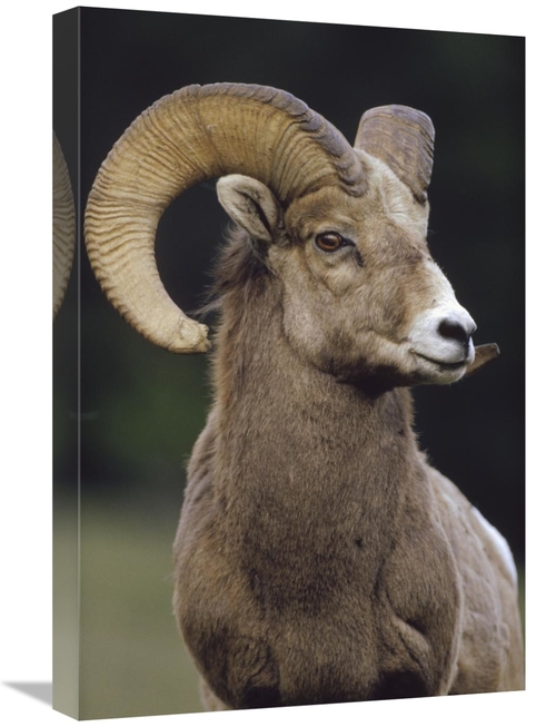 Global Gallery GCS-396687-1624-142 16 x 24 in. Bighorn Sheep Male Port