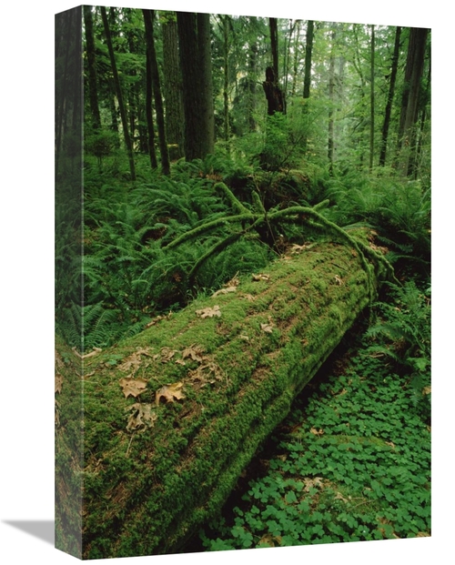 Global Gallery GCS-452831-1218-142 12 x 18 in. Fir Nurse Log in Temper