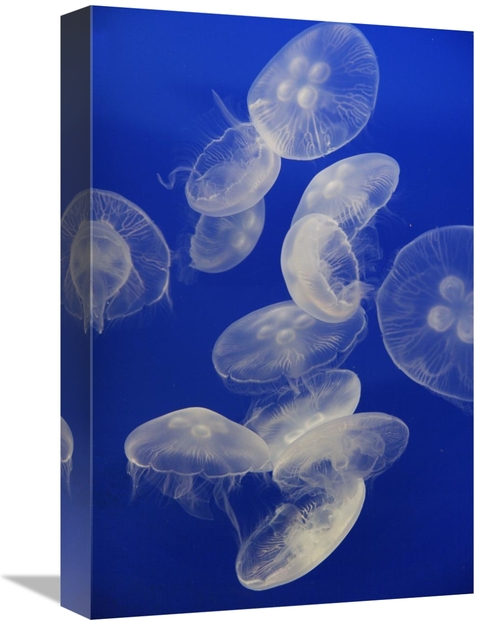 12 x 18 in. Moon Jelly Group, Aquarium, Japan Art Print - Hiro