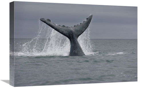 Global Gallery GCS-450649-1624-142 16 x 24 in. Southern Right Whale Ta