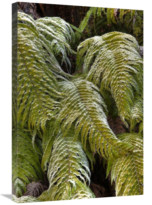 Global Gallery GCS-397793-2030-142 20 x 30 in. Kiokio Covered in Frost