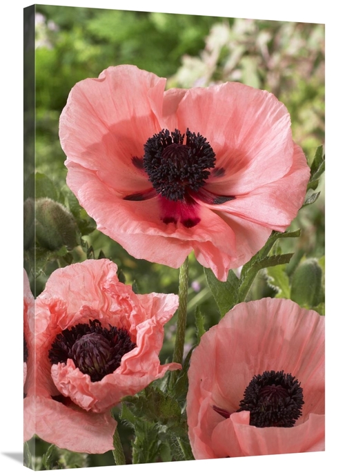 Global Gallery GCS-398376-2436-142 24 x 36 in. Oriental Poppy Salmon V