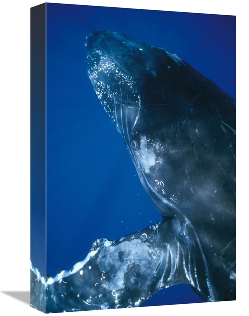 Global Gallery GCS-451038-1218-142 12 x 18 in. Humpback Whale Close Up