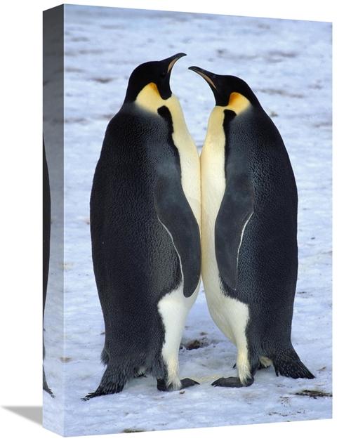 Global Gallery GCS-453440-1218-142 12 x 18 in. Two Emperor Penguina Fa
