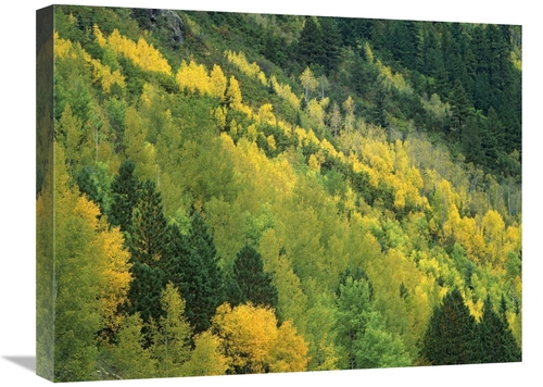 Global Gallery GCS-396614-1824-142 18 x 24 in. Aspen Grove in Fall Col