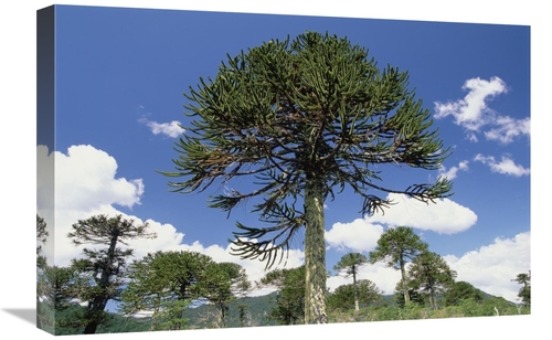 Global Gallery GCS-453012-1624-142 16 x 24 in. Monkey Puzzle Tree in L