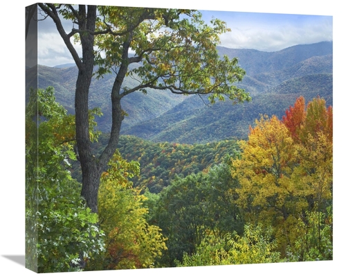 Global Gallery GCS-396607-22-142 22 in. Deciduous Forest in Autumn&#44