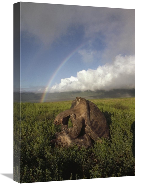 Global Gallery GCS-451162-1624-142 16 x 24 in. Galapagos Giant Tortois