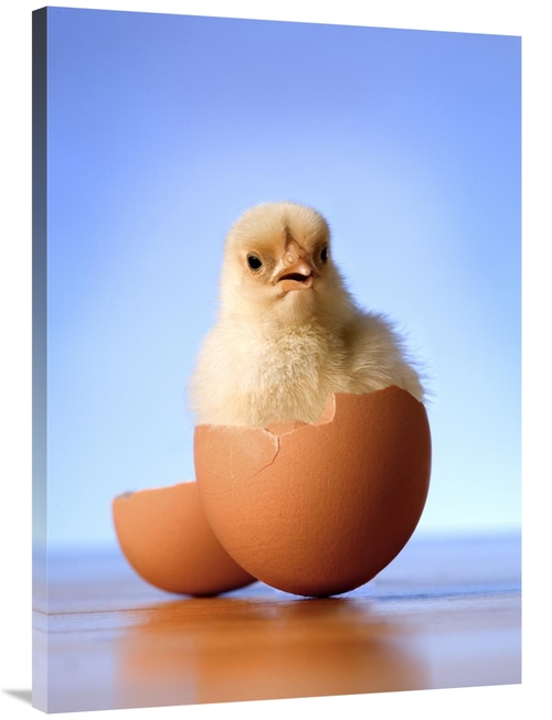 Global Gallery GCS-395702-40-142 40 in. Domestic Chicken Hatchling in 