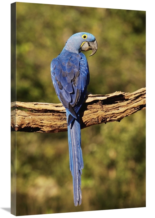 Global Gallery GCS-453152-2436-142 24 x 36 in. Hyacinth Macaw Perched 