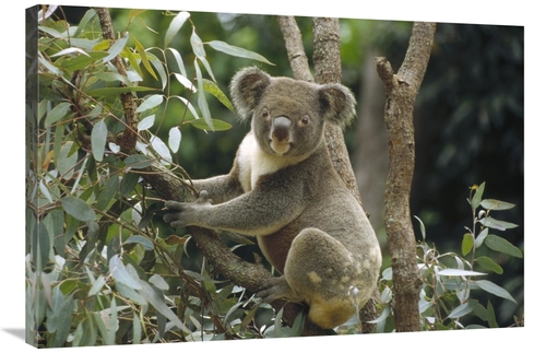 Global Gallery GCS-452882-2436-142 24 x 36 in. Koala Male in Eucalyptu