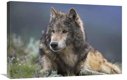 Global Gallery GCS-452200-2030-142 20 x 30 in. Gray Wolf Resting, 
