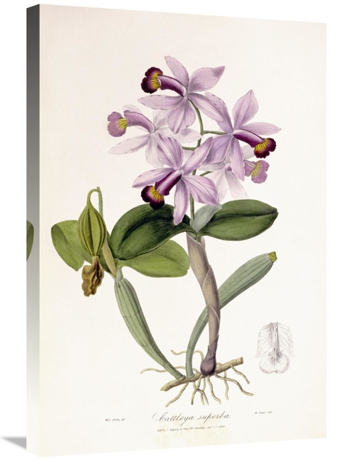 Global Gallery GCS-268249-30-142 30 in. Cattleya Superba Orchid Art Pr