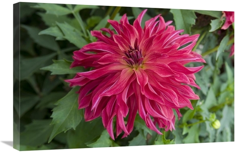 Global Gallery GCS-398343-2030-142 20 x 30 in. Dahlia Bangkok Variety 