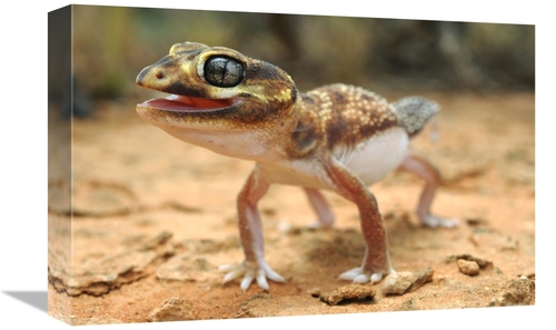 Global Gallery GCS-397568-1218-142 12 x 18 in. Knob-Tailed Gecko in De